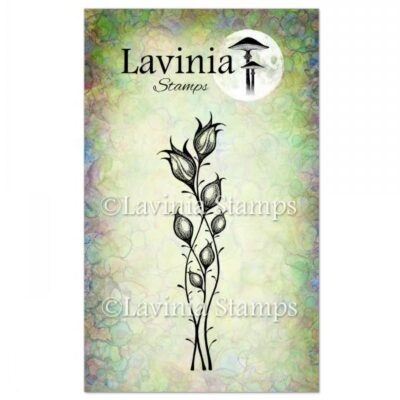 Lavinia  Star Blossom LAV467