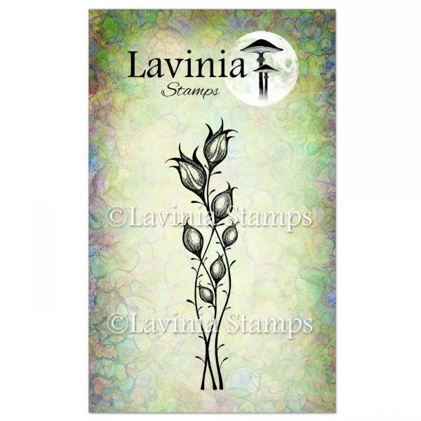 Lavinia  Star Blossom LAV467