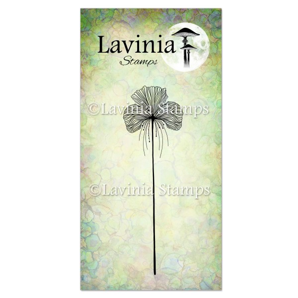 Lavinia Single Fairy Orchid LAV548