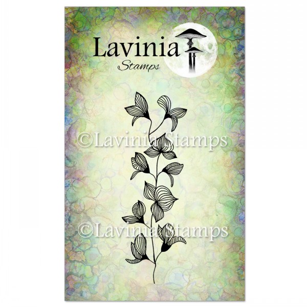 Lavinia Orchid LAV060