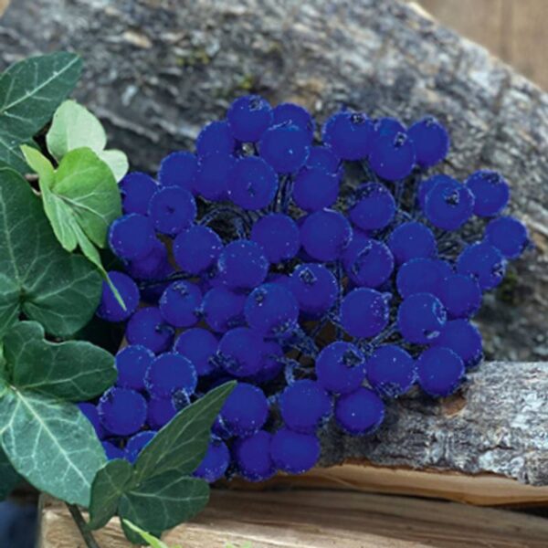 9004.jpg Bær - Blå med sukker