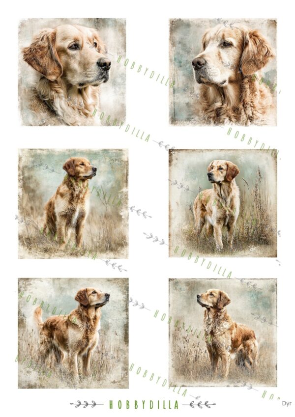 Motivark Dyr 2010  M Golden